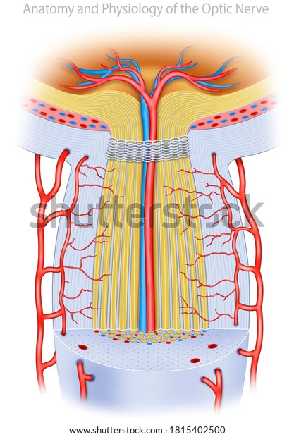 The optic nerve, anatomical and descriptive\
illustration, where the structure of the optic nerve with all the\
elements that compose it can be\
seen.