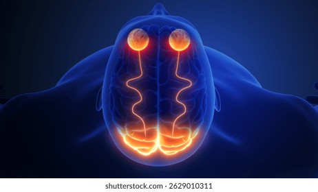 Optic Nerve Pathway for Visual Information 3d illustration