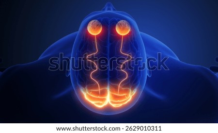 Optic Nerve Pathway for Visual Information 3d illustration