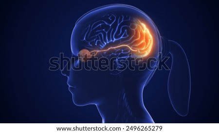 The optic nerve and its visual connection with the brain 3d illustration