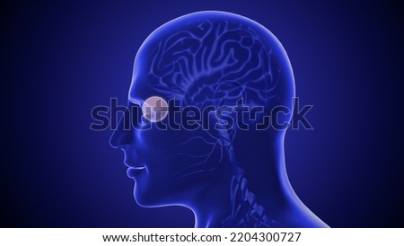 The optic nerve and its visual link to the brain 3D illustration