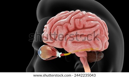 Optic nerves connected to brain 3d illustration