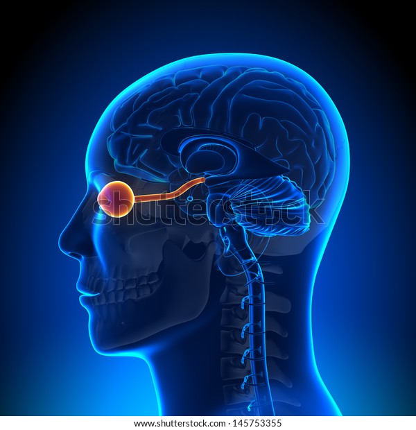 Optical Nerve Eye Anatomy Concept Stock Illustration 145753355