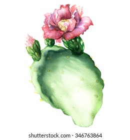 Opuntia Cactus With Flower Isolated, Watercolor Painting