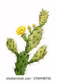 Opuntia Cactus Watercolor Realistic Illustration