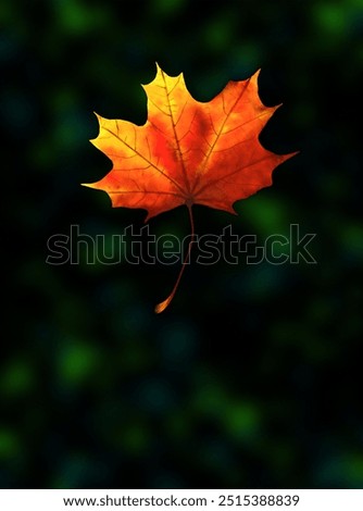 Similar – maple leaf Nature Plant