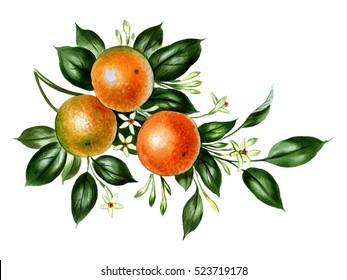 Orange Branch Illustration In Watercolor. Botanical Illustration.