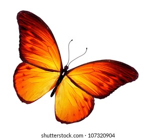 Orange Butterfly, Isolated On White Background