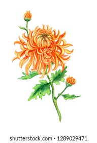 9,057 Chrysanthemum painting Images, Stock Photos & Vectors | Shutterstock