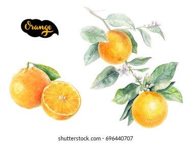 Orange Citrus Fruit Isolated On White Background, Watercolor Illustration