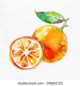  Orange Fruit  Isolated On White Background.Watercolor Painting.