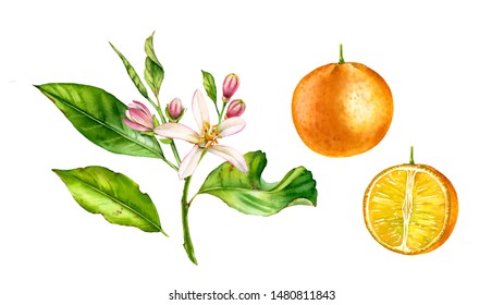 665,248 Orange botanical Images, Stock Photos & Vectors | Shutterstock