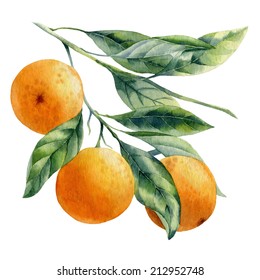 Orange Fruit Watercolor