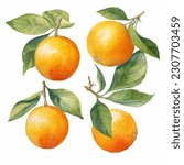 Orange fruits with leaves watercolor illustration isolated on white transparent background