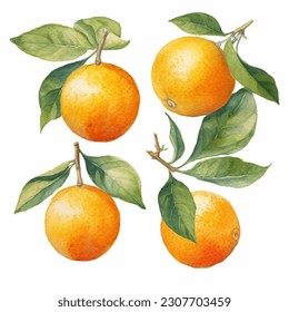 Orange fruits with leaves watercolor illustration isolated on white transparent background