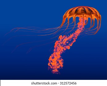 Orange Glowing Jellyfish - The Jellyfish Is A Transparent Gelatinous Predator That Uses Its Stinging Tentacles To Catch Fish And Small Prey.