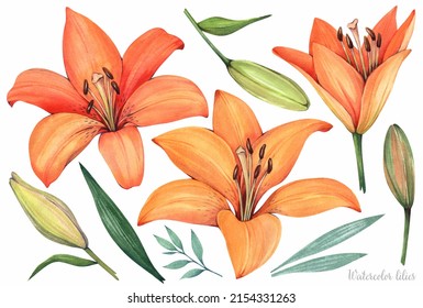 Orange lilies on a white background. Set of plant elements. Watercolor illustration.