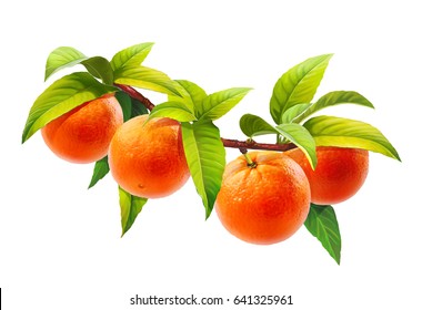 Orange On  Branch, Isolated On White