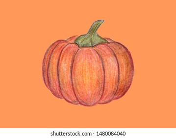 Orange pumpkin illustration  Autumn graphic icon  Halloween Thanksgiving print  Colored Pencil drawing  Hand drawn fresh vegetable 