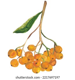 Orange Rowanberry Hand Painted Gouache Illustration. Autumn Clipart. Fall Seasonal Decor. Food, Recipe, Cooking Book Graphic Elements