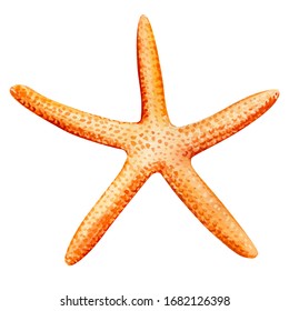 14,939 Starfish watercolor Images, Stock Photos & Vectors | Shutterstock