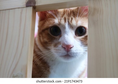 Orange Tabby Cat Playing And Playing. Small Kitten Looking At Camera.