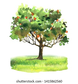 Orange And Tangerine Tree With Ripe Fruit On Green Grass, Citrus Garden, Harvest, Isolated, Hand Drawn Watercolor Illustration On White Background