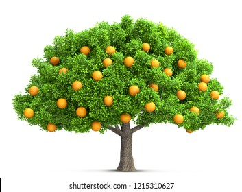 Orange Tree Isolated 3D Illustration