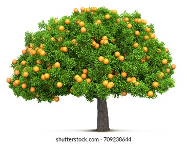 Orange Tree Isolated 3D Illustration