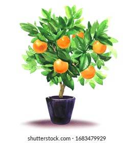 Orange Tree With Leaves And Fruits In Flower Pot, Citrus Fortunella, Tangerine Or Mandarin Plant, Small Decorative Citrus Plant, Object Isolated, Hand Drawn Watercolor Illustration On White Background