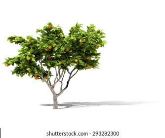 Orange Tree On White Background