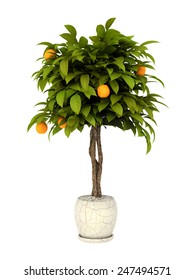 Orange Tree In Pot Culture On White Background,