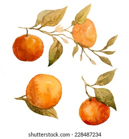 Orange, Watercolor, Fruit