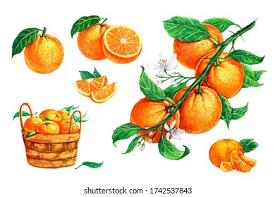 Botanical Illustration Orange Hd Stock Images Shutterstock