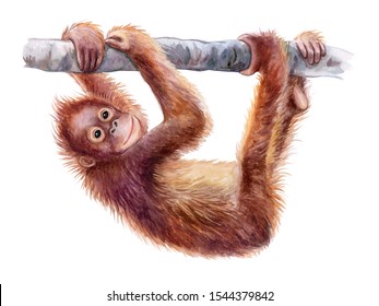 Orangutan Baby. Realistic Red Cheerful Monkey On Tree Colorful Isolated On White Background. Watercolor. Illustration. Template. Close-up. Clip Art. Hand Drawn. Painting. Hand Drawing