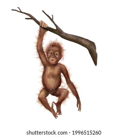 Orangutan Baby. Realistic Red Monkey On Tree Colorful Isolated On White Background. Watercolor Hand-drawn Ape 