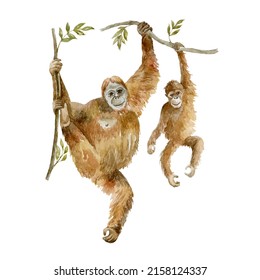 Orangutan with her baby on white background. Wild animal. Watercolor illustration.