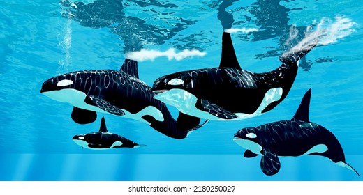 Orca Pod Hunting 3d illustration - A family pod of Orca Killer whales swim together in the world's oceans looking for prey.