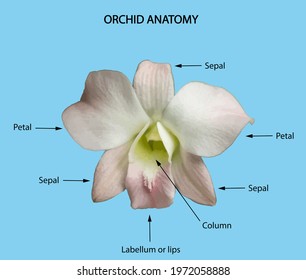 Orchid Anatomy Illustration Structure Orchid Flower Stock Illustration ...