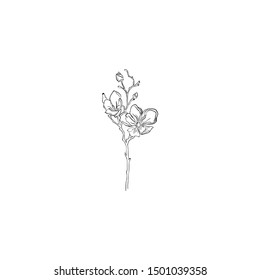 Orchid Flower Illustration Drawing Minimalist Contour Stock ...