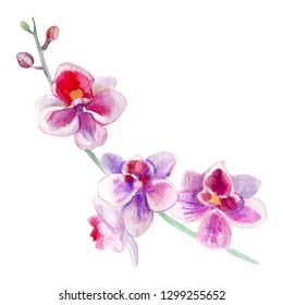 Ramo De Orqu Dea Aquarela Ilustra O Floral Ilustra Es Stock Shutterstock