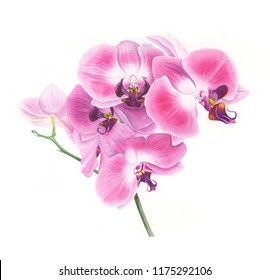 Orchid flowers, watercolor painting. For design cards, prints and textile.