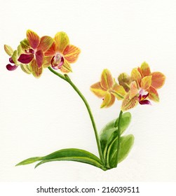 Orchid Golden Beauty, Sin Yuan.  Hand Painted In Watercolor, Orchid With White Background. Petals Yellow Green With Orange Markings.