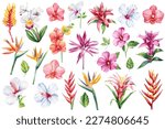  Orchid, heliconia, bromelia, hibiscus and strelitzia. Exotic flowers. Botanical painting, watercolor illustration flora