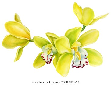 Orchid, Yellow Tropical flowers set on isolated white background, watercolor botanical illustration