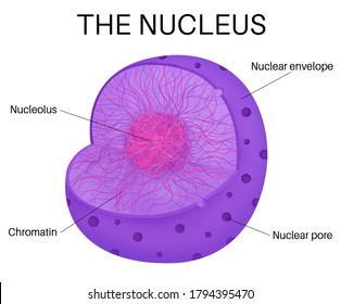 The nucleus is An Organelle In Eukaryotic cells. 