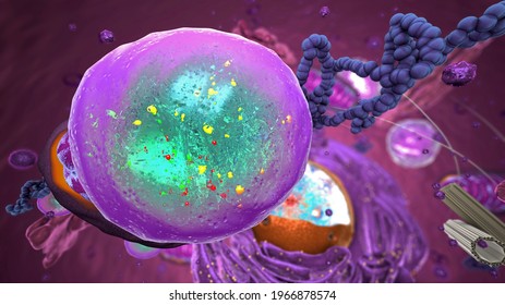 Organelles Inside Eukaryote, Focus On Lysosome - 3d Illustration