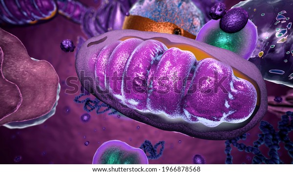 Organelles inside Eukaryote, focus on\
mitochondria - 3d\
illustration