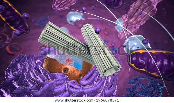 Organelles inside Eukaryote, focus on\
centrosome - 3d\
illustration