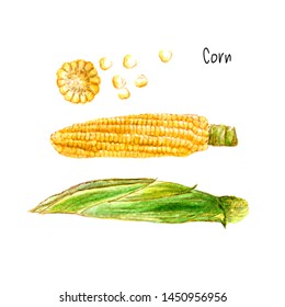 Organic Corn Watercolor Maize, Zea Mays. Hand Drawn Sweetcorn Painting On White Background. Illustration For  Invitations, And Other Printing Project. Sketch Of Fruit Harvest Organic Food Watercolour.